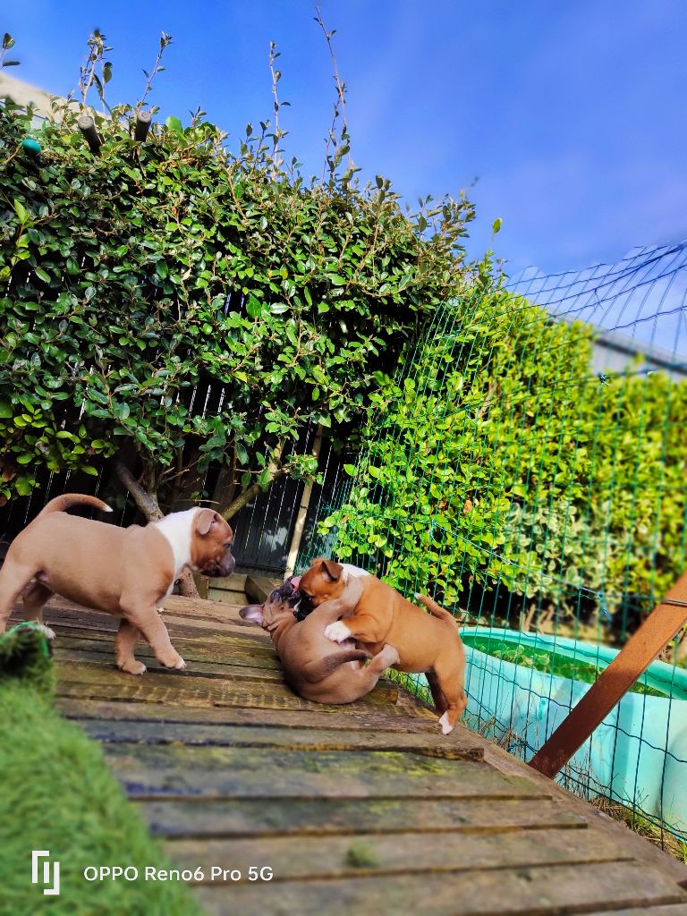 Chiots nés chez nous