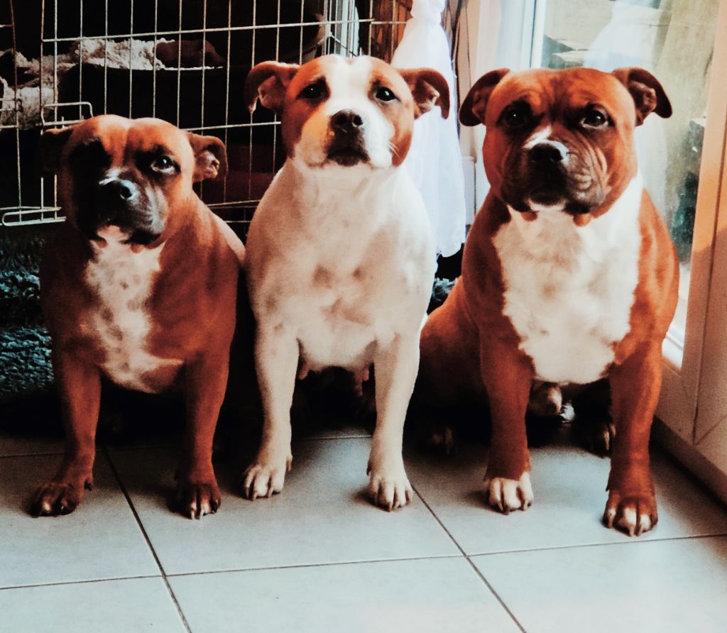 la famille staffy