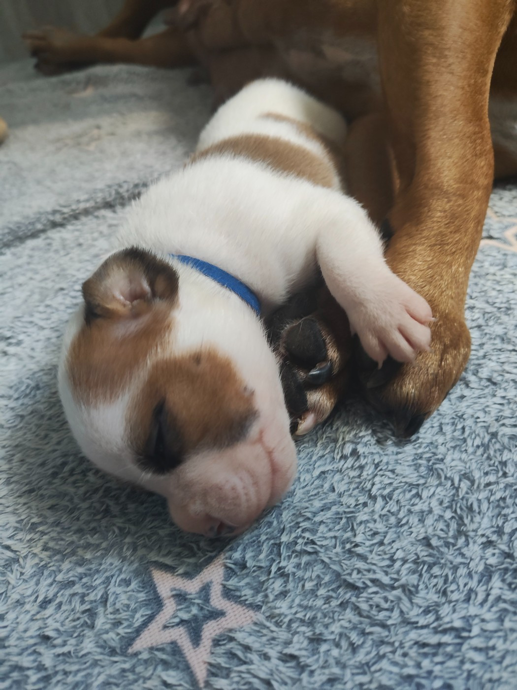 Little Grain Of Madness - Chiots disponibles - Staffordshire Bull Terrier