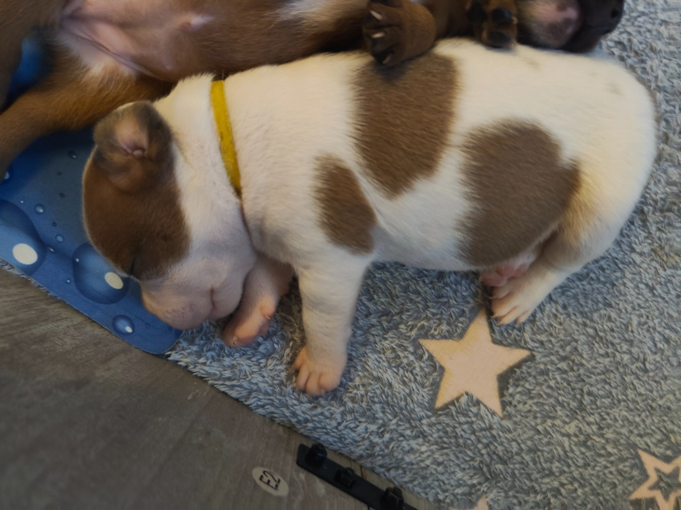 Little Grain Of Madness - Chiots disponibles - Staffordshire Bull Terrier