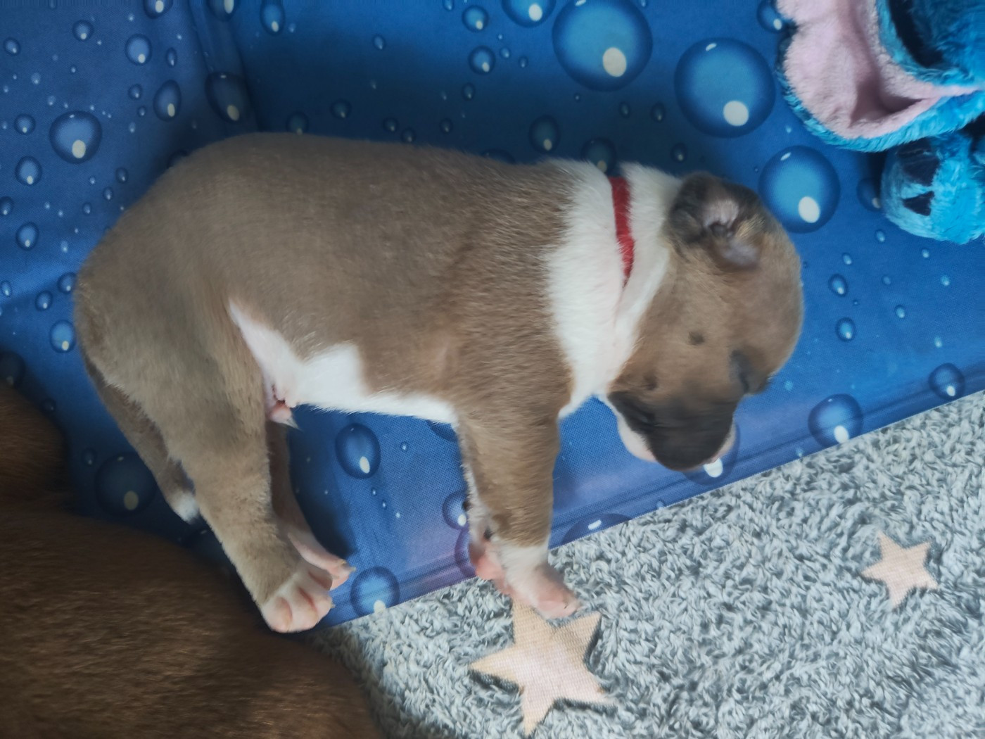 Little Grain Of Madness - Chiots disponibles - Staffordshire Bull Terrier
