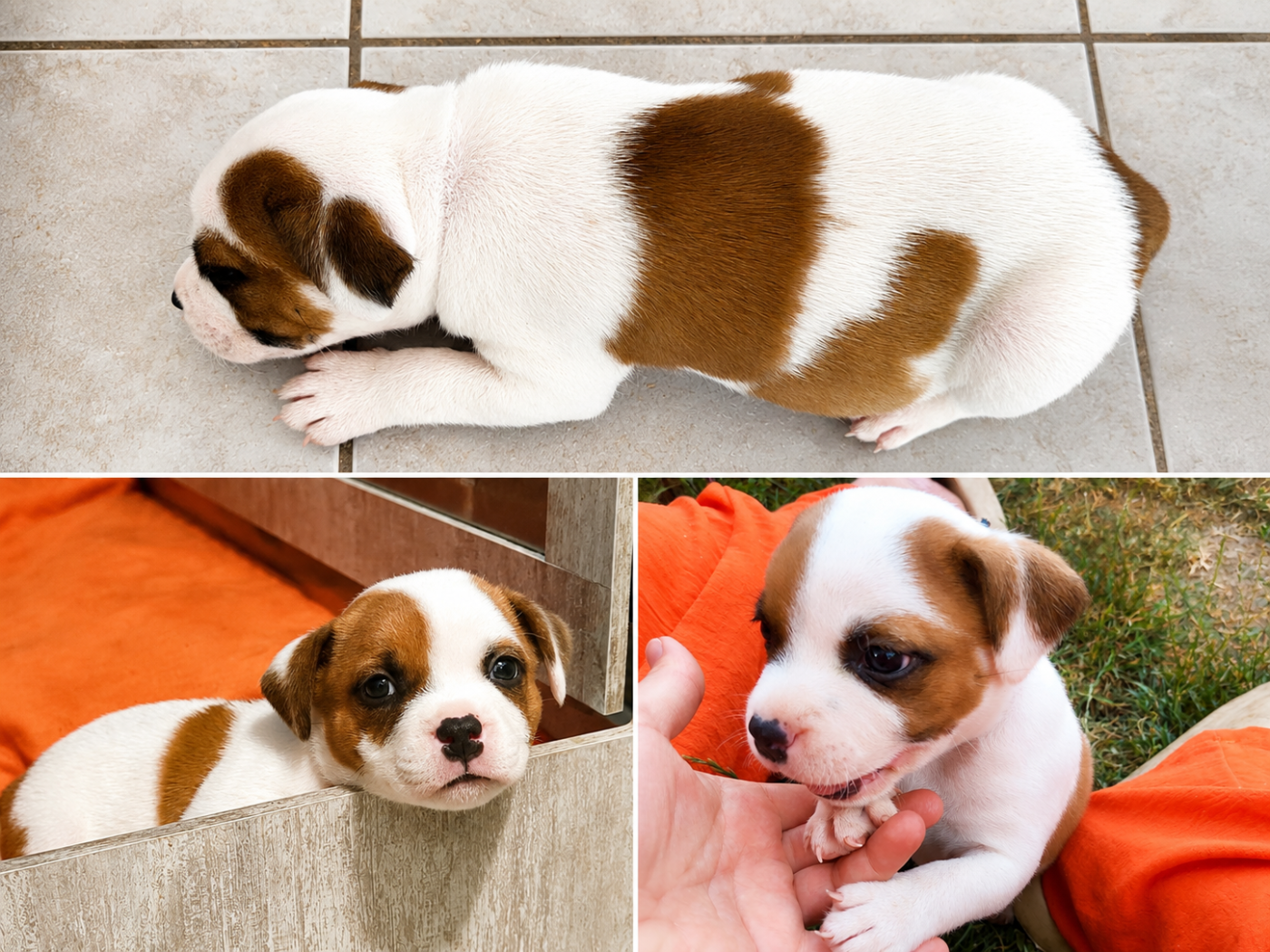 Little Grain Of Madness - Chiots disponibles - Staffordshire Bull Terrier
