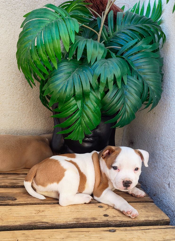 Little Grain Of Madness - Chiots disponibles - Staffordshire Bull Terrier
