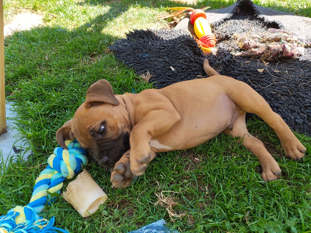 Little Grain Of Madness - Chiots disponibles - Staffordshire Bull Terrier
